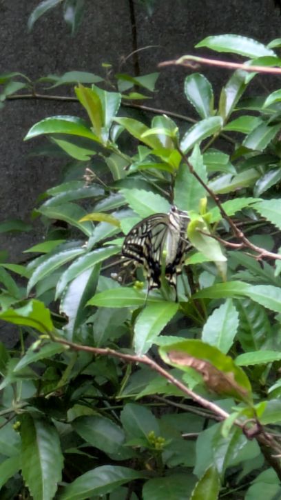 夏のキアゲハ（まだ落ちていない）